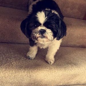 Meet your Posher, Spencer